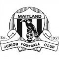 Escudo del Maitland Junior