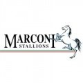 Escudo del Marconi Stallions