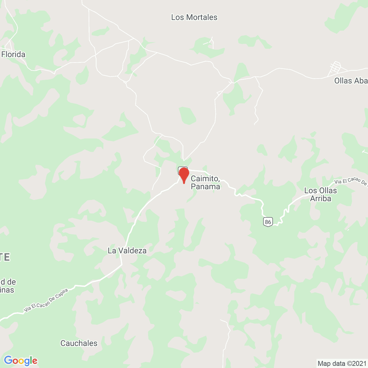 Caimito
