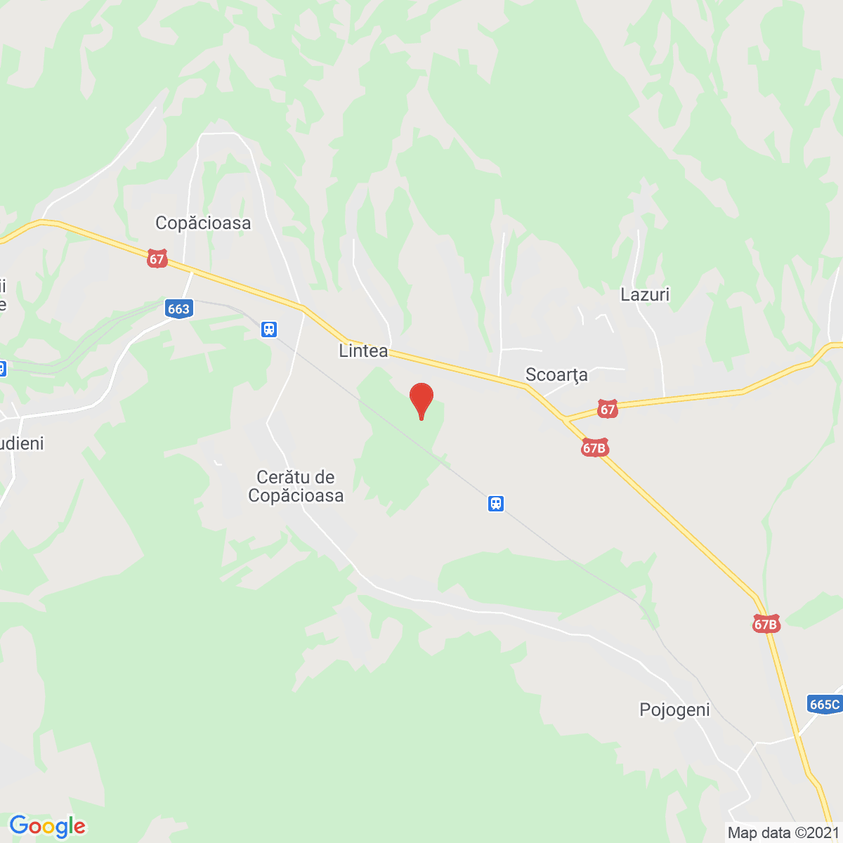 Scoarţa