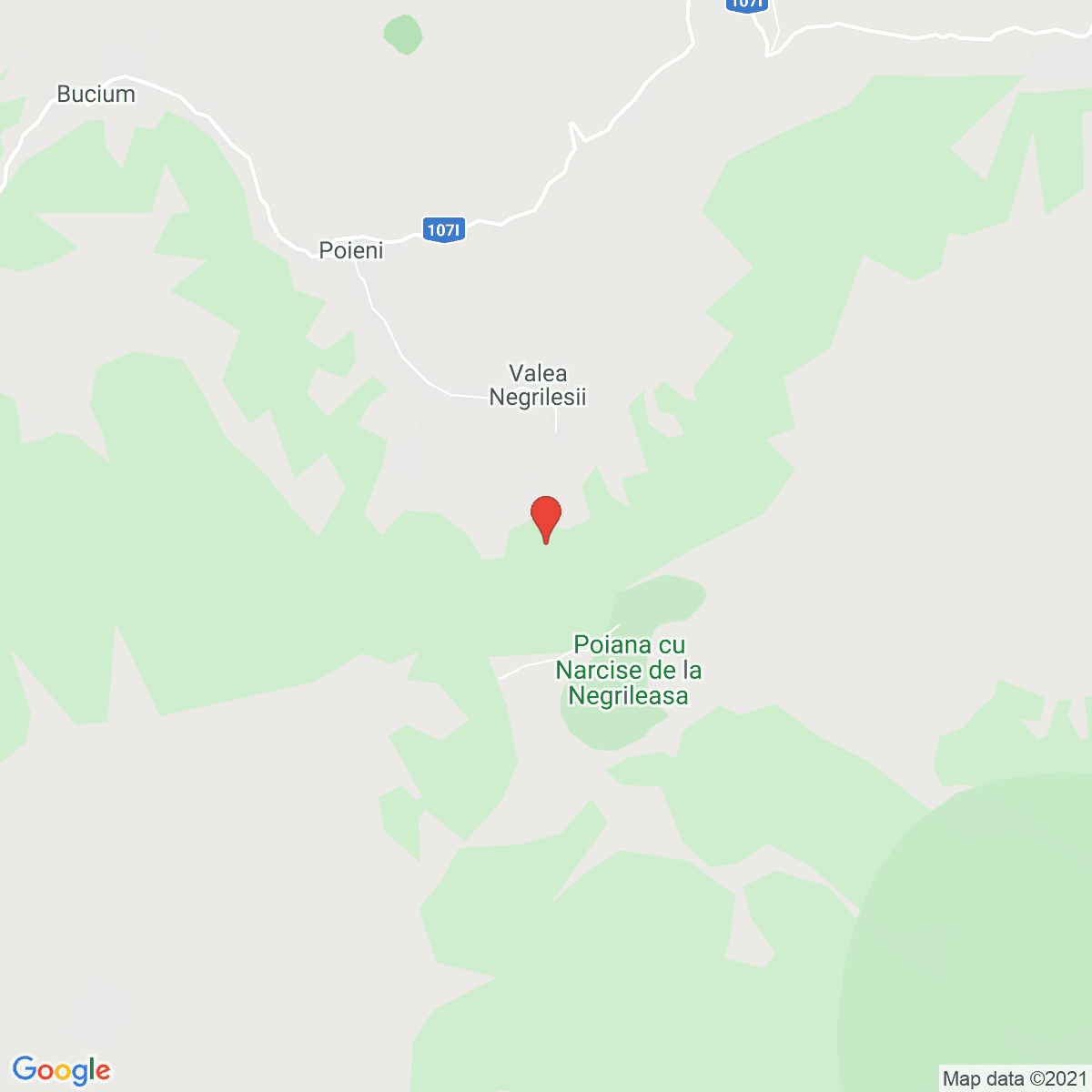 Bucium