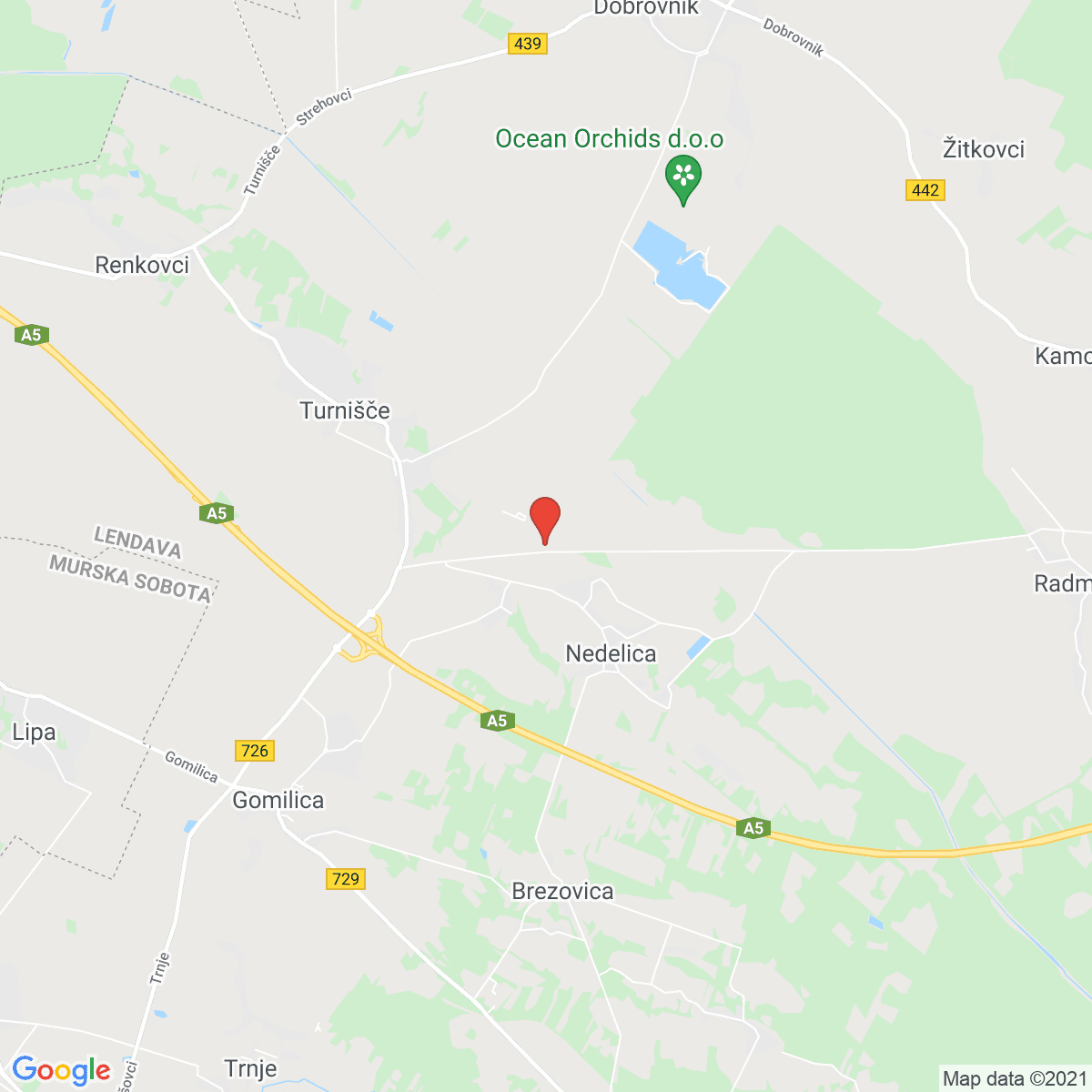 Nedelica