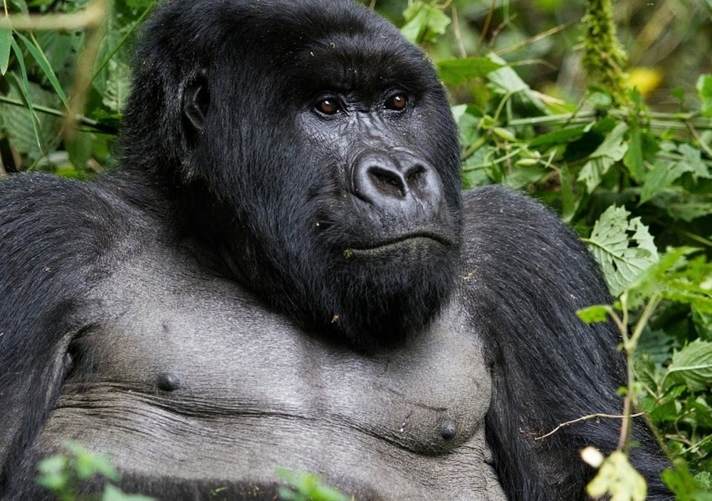You can see Mountain Gorilla's in Rwanda. AFP