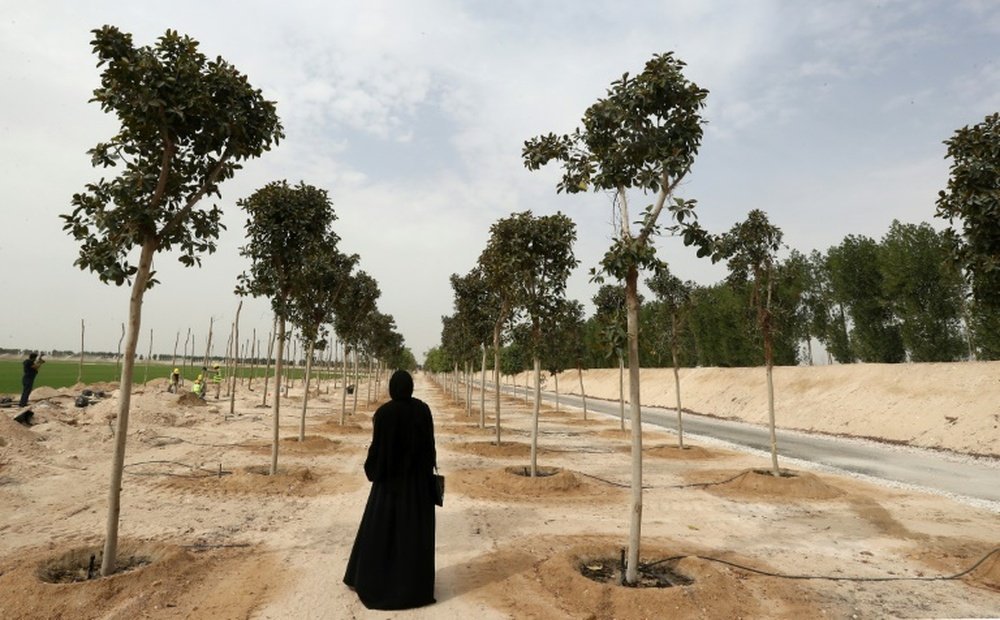 Qatar are planting thousands of trees around the venues for the World Cup. AFP