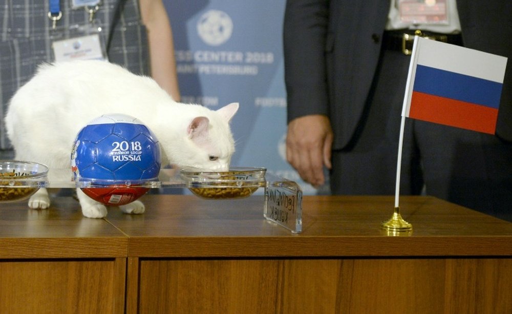 Aquiles comió del cuenco de pienso que tenía la bandera de Rusia al lado. AFP