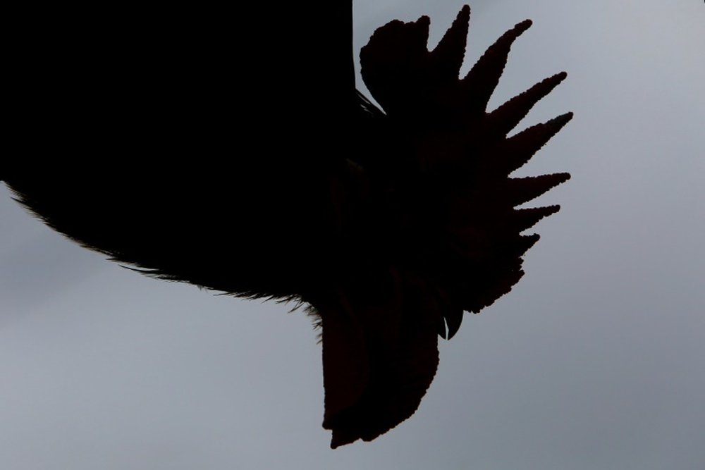 A dead rooster was left outside Grosso's home as a threat. AFP