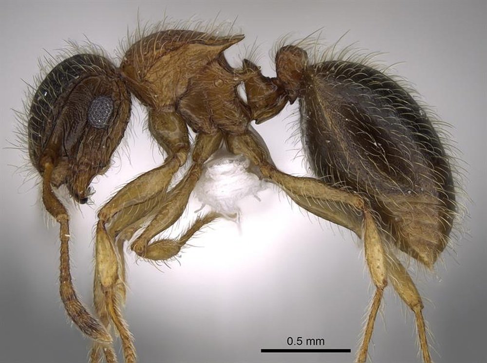 Así es la nueva especie de hormiga que lleva el nombre del delantero. EFE