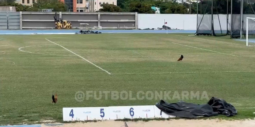 A falta de fútbol... ¡unas gallinas picotean el campo! Captura/Futbolconkarma