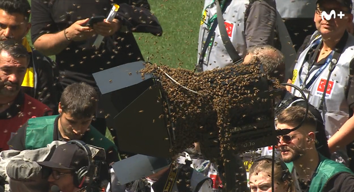 Quando você pensa que já viu de tudo: abelhas invadem o Signal Iduna Park