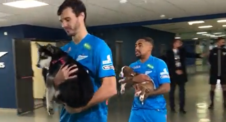 Bonita iniciativa do Zenit: os jogadores subiram a campo com cães sem lar
