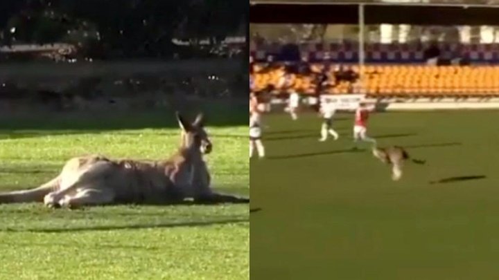 ¡Más típico, imposible! El canguro que se coló en un partido en Australia