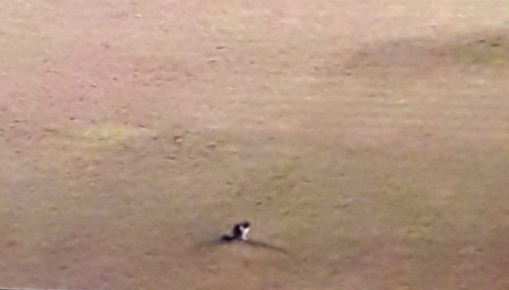 Un gato, en el estadio de Vasco de Gama para frenar la llegada de ratas. Captura