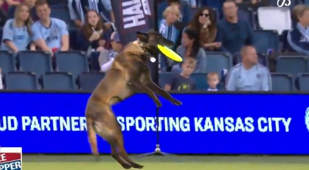 There a dogs show in an MLS game at half-time. Twitter/MLS