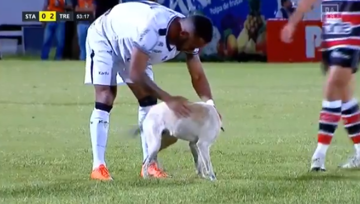 Un perro interrumpe un partido ¡y se hace 'amigo' del jugador que lo intentaba echar!