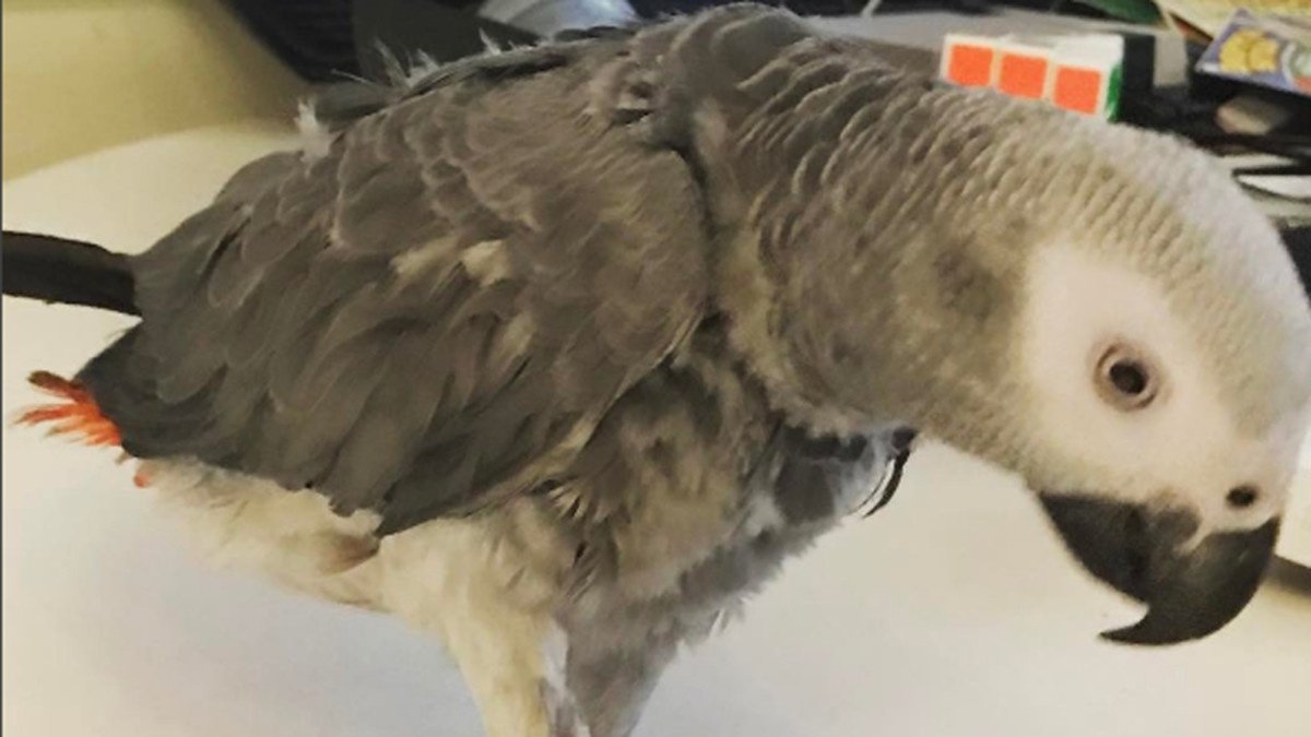 Philippe Mexès pide ayuda para encontrar a su loro perdido