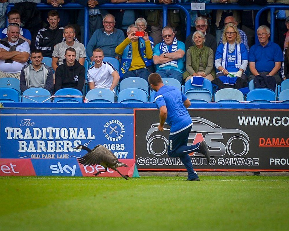 El ganso se convirtió en protagonista del Macclesfield Town-Grismby Town. Twitter/OfficialGTFC