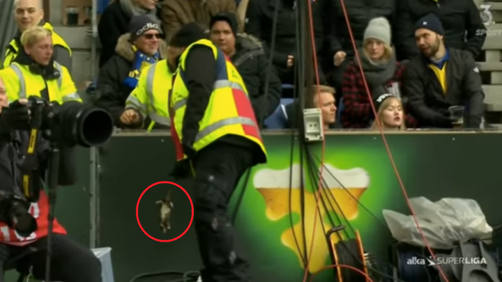 Dead rats hurled at Copenhagen players during Brondby clash