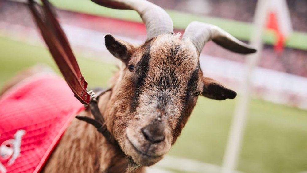 Fallece la mítica mascota del Köln, la cabra Hennes VIII. Twitter/FCKoeln