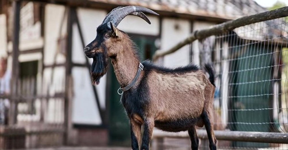 A cabra Hennes é o mascote do Colônia. Twitter/fckoeln