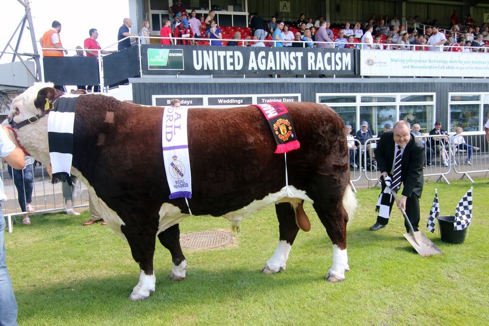 Hereford's bull, Ronaldo, has become a bit of a lucky charm for the British side. HerefordFC