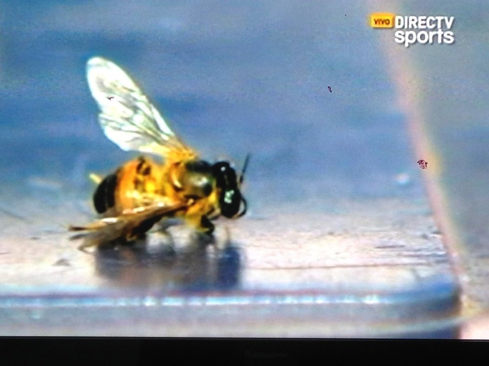 Jugadores, árbitros y aficionados se vieron afectados por el ataque de las abejas. DirecTVSports