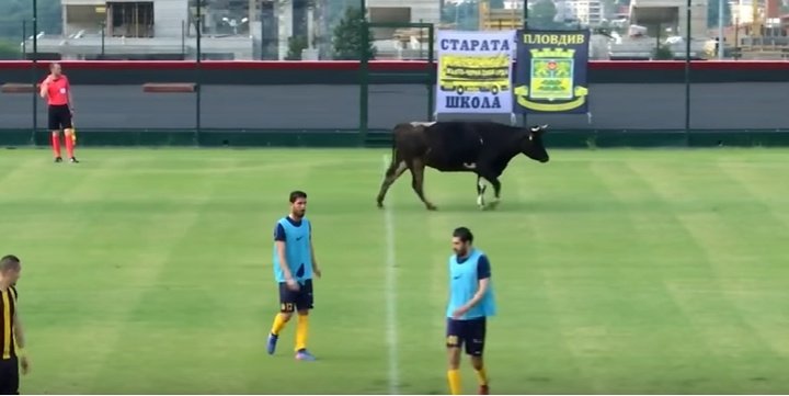 ¡Lo nunca visto! Una vaca se cuela en un partido amistoso