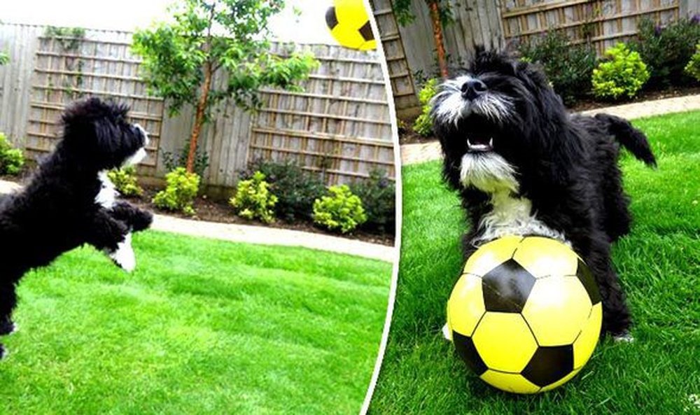 Imágenes de RonalDog, un perro que se ha hecho famoso gracias a un reportaje de la BBC. Twitter