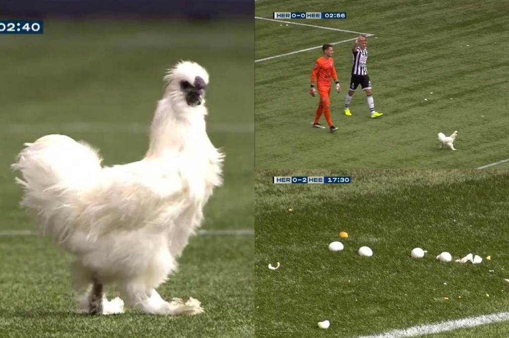 Heracles-Heerenveen held up due to chicken and eggs on pitch!
