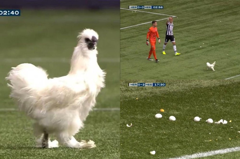 A chicken and eggs stopped play in the Heracles v Heerenveen game. Twitter/FOXSports