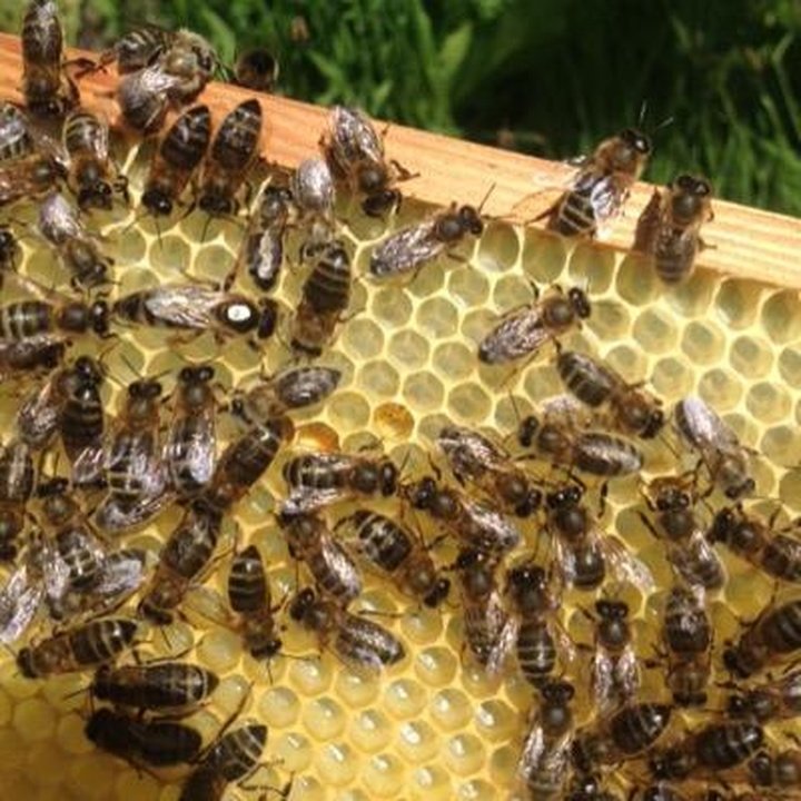 German club make honey to support declining bee population