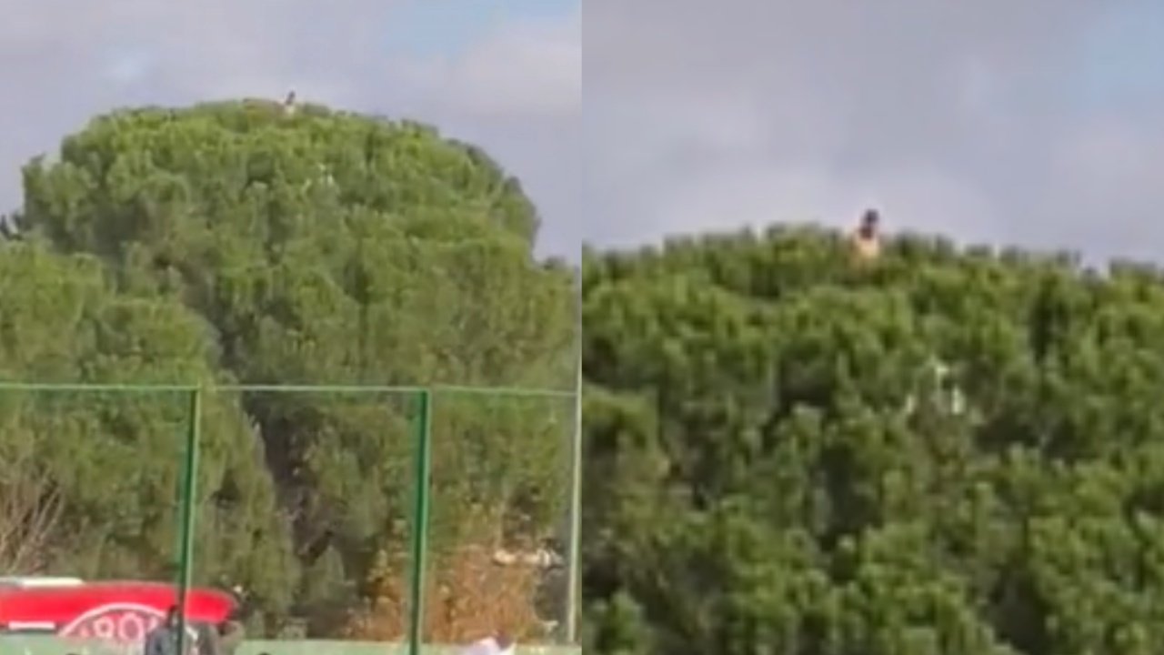 Un aficionado vio el partido de Copa del Rey ¡desde lo alto de un árbol!