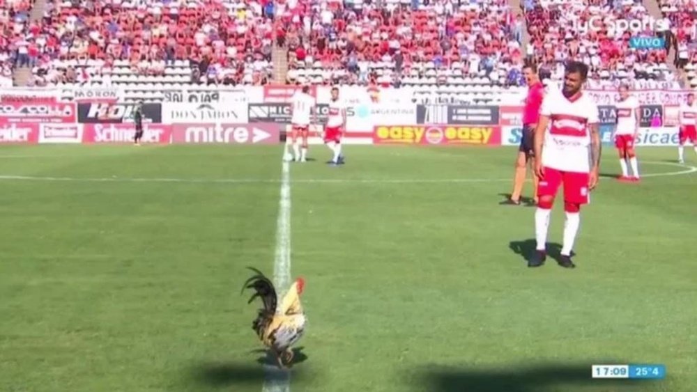 Un gallo saltó al terreno de juego. Captura/TyC Sports