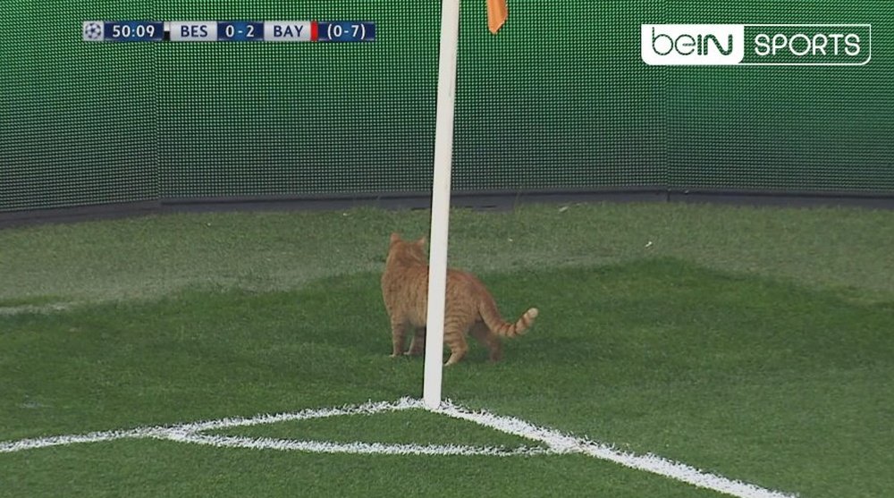 Un gato apareció de la nada en el terreno de juego. Captura