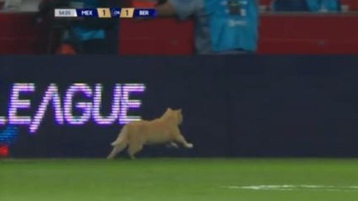 Un chat échappe à la sécurité lors du match Mexique-Bermudes