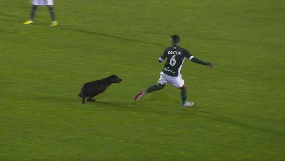 Un perro saltó al campo y persiguió a Juninho en pleno partido. Twitter