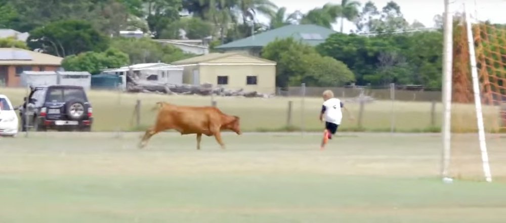 Una vaca se coló en un campo de fútbol semi-profesional de Australia. BeSoccer