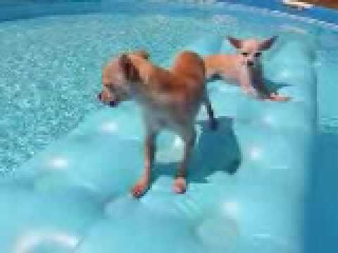 Chihuahuas Floating On A Raft
