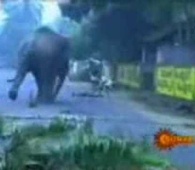 Elefante mata a su entrenador