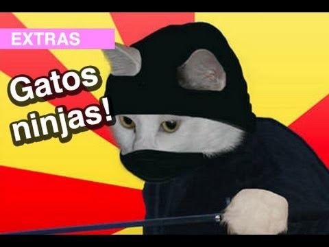 Gatos Ninjas! l WDF Extra