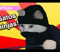 Gatos Ninjas! l WDF Extra
