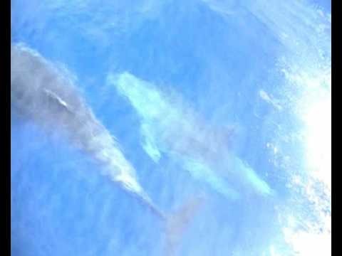 Delfines y tiburones con RUBICON FISHING