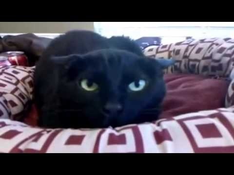 Videos de gatos graciosos 20 minutos