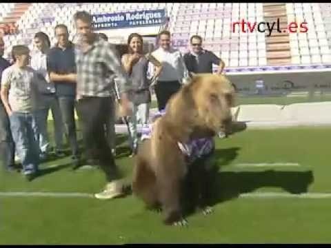 Un oso, último refuerzo del Real Valladolid
