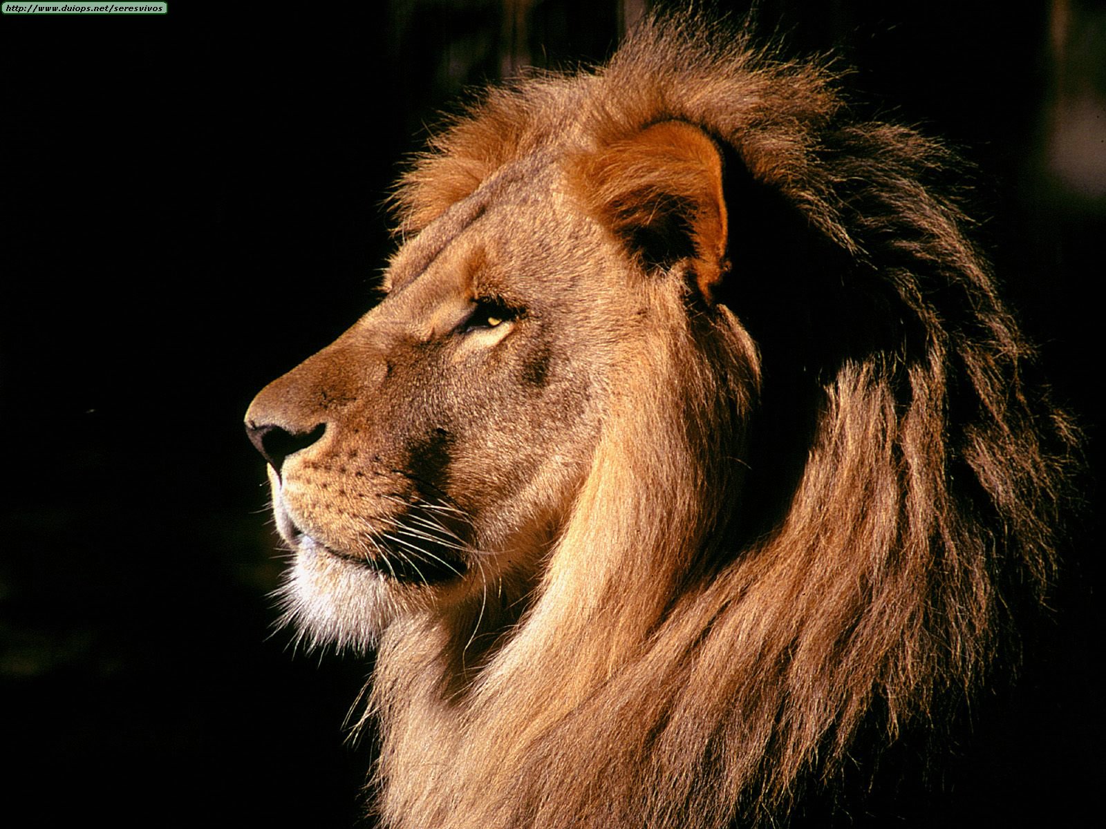 Animals lions african male lion  kenya
