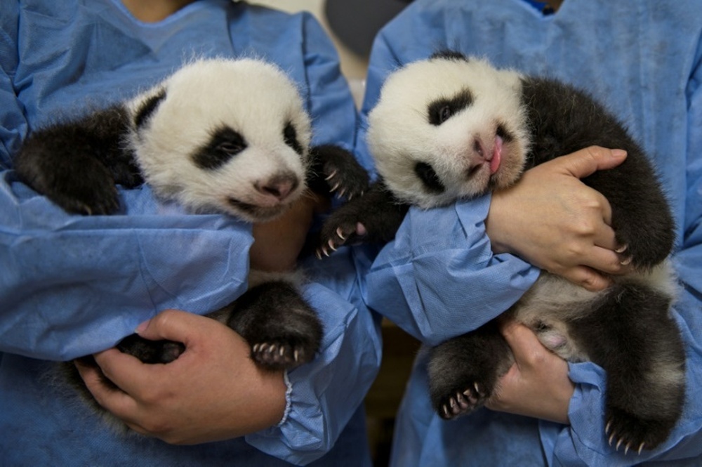Mbappe will act as goodfather of two panda cubs. AFP