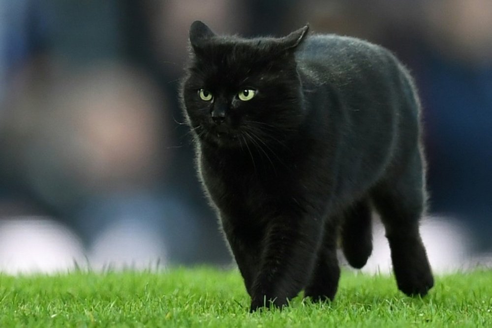 The cat's appearance on the pitch caused a lengthy delay at Goodison Park. AFP