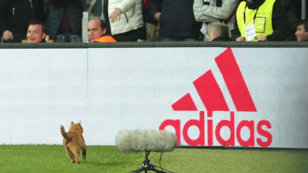 Besiktas fined €34,000 for cat invasion